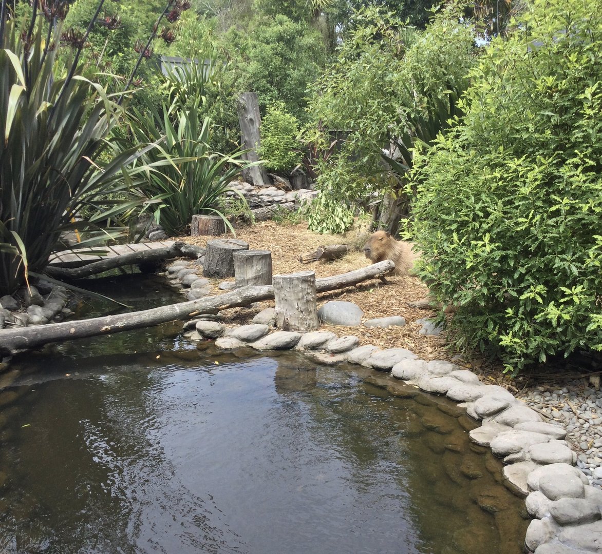 Capybara Exhibit (Small)