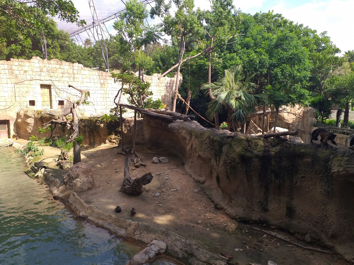 Capybara exhibit -TerraNatura Benidorm (2021)