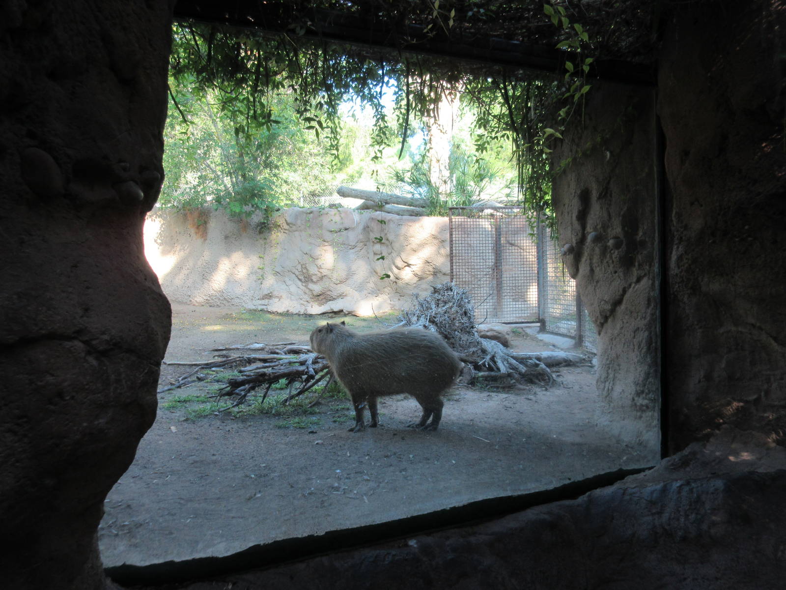 Capybara Exhibit - Viewing Window