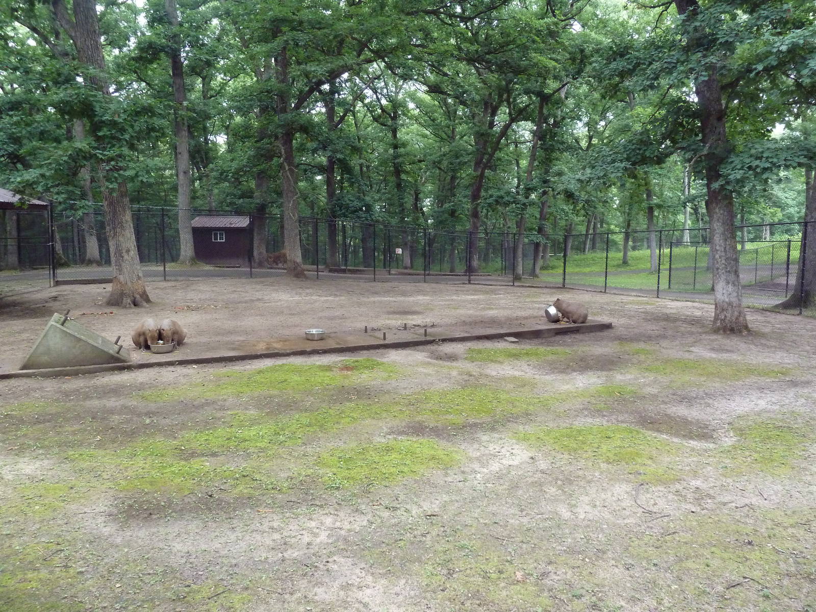 Capybara Exhibit (where's the water?)