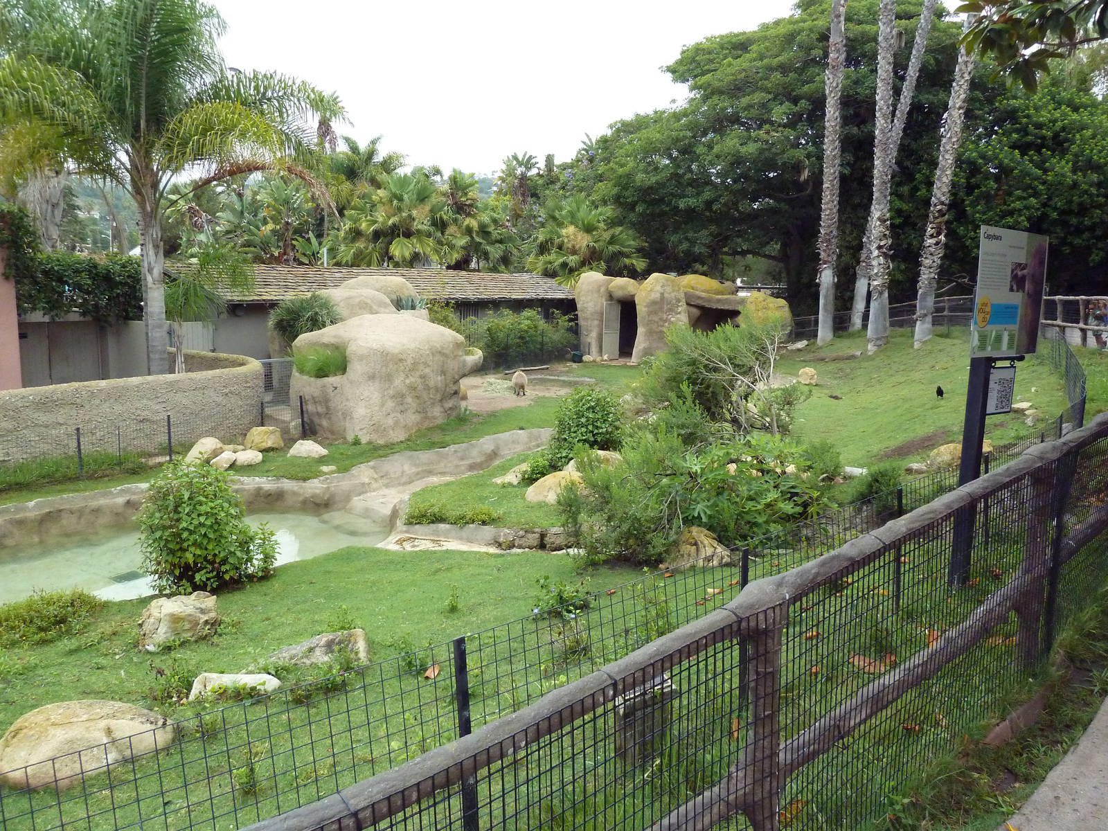 Capybara Exhibit