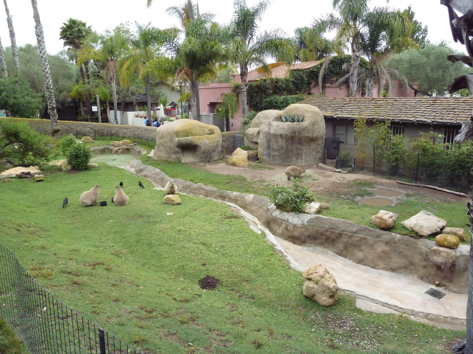Capybara Exhibit