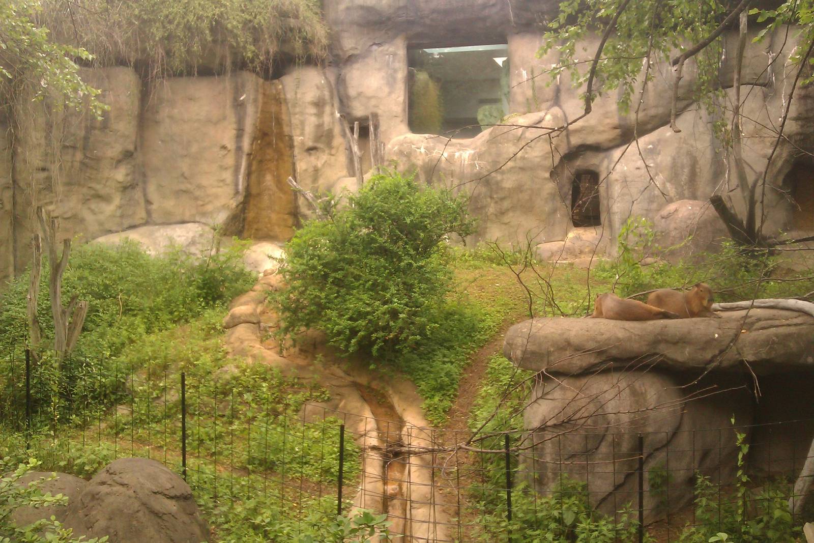Capybara Exhibit
