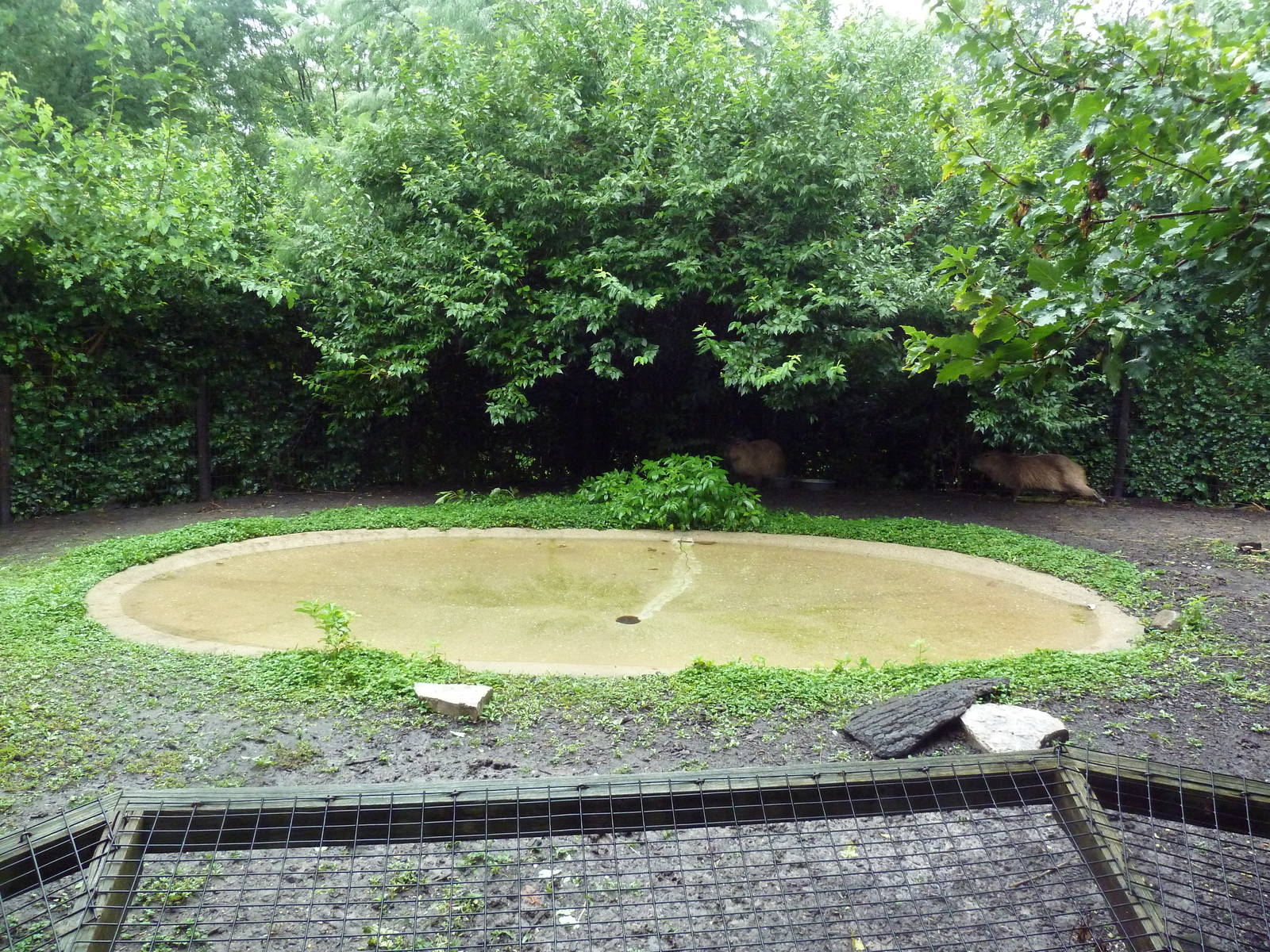 Capybara Exhibit