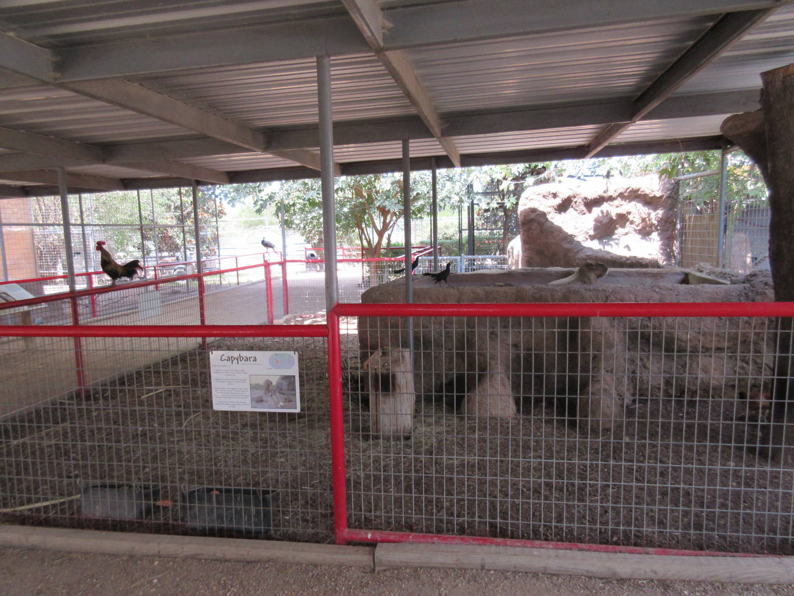 Capybara Exhibit