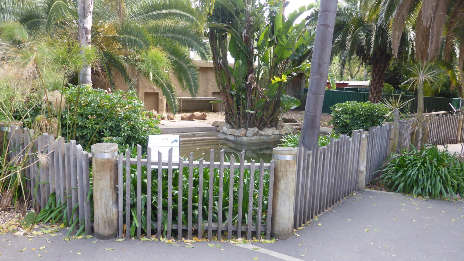 Capybara exhibit