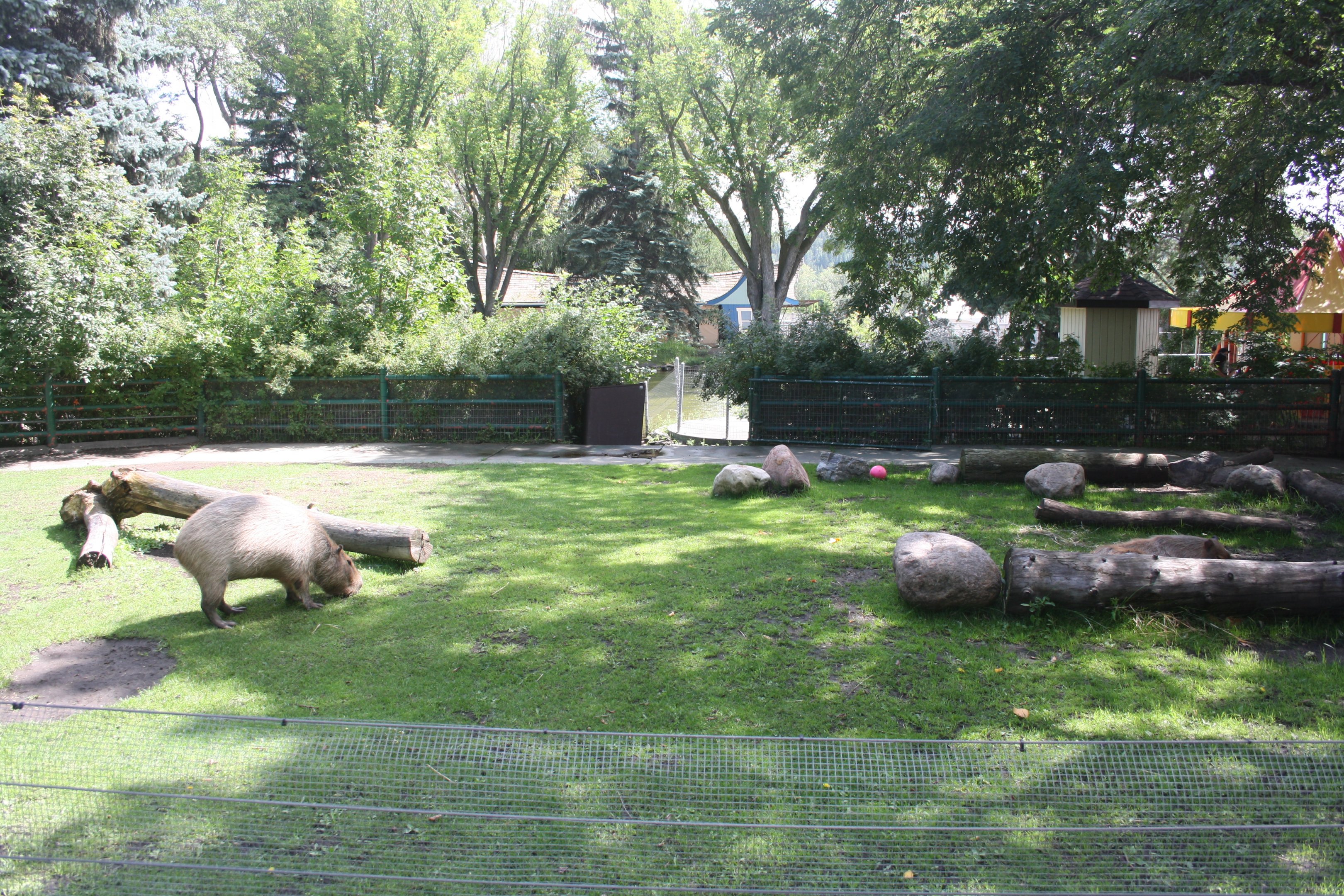 Capybara Exhibit