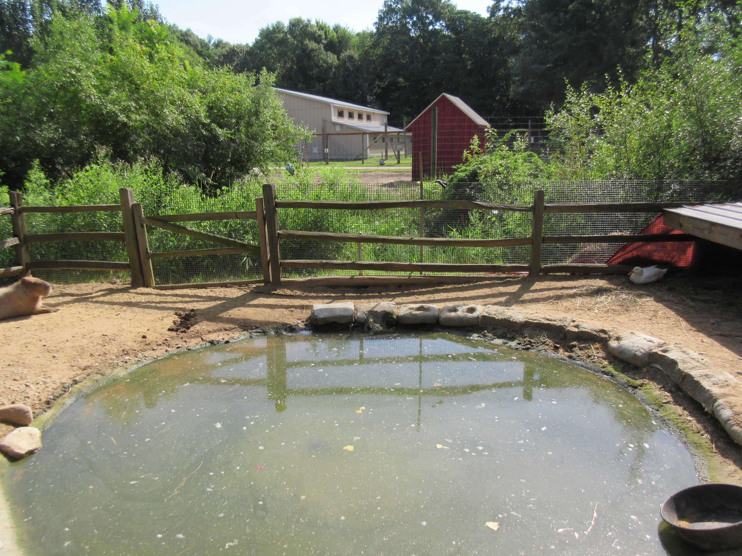 Capybara Exhibit