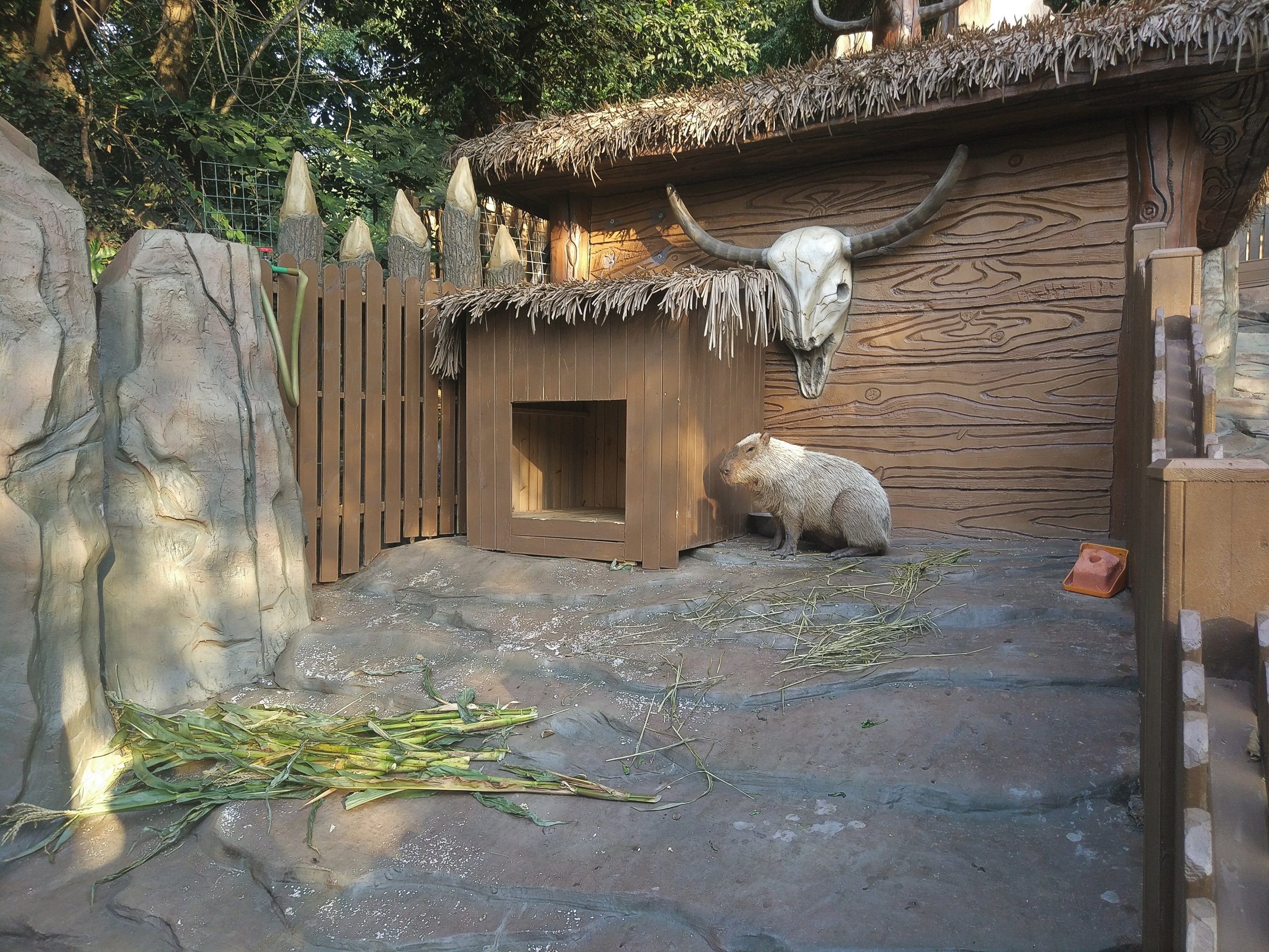 Capybara Exhibit