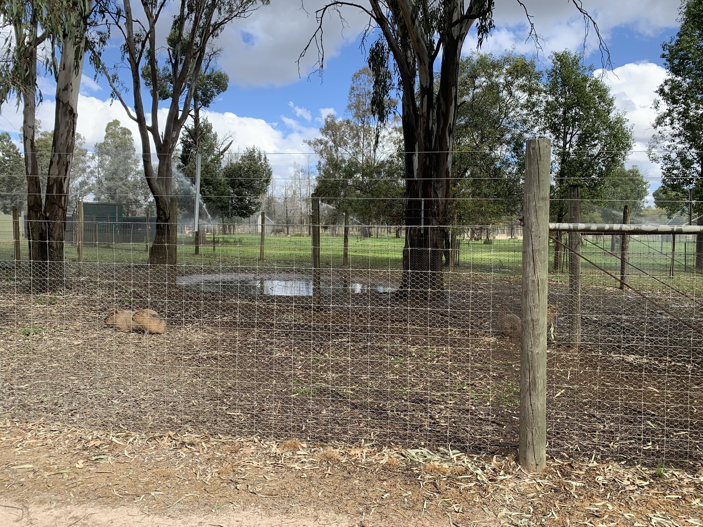 Capybara Exhibit