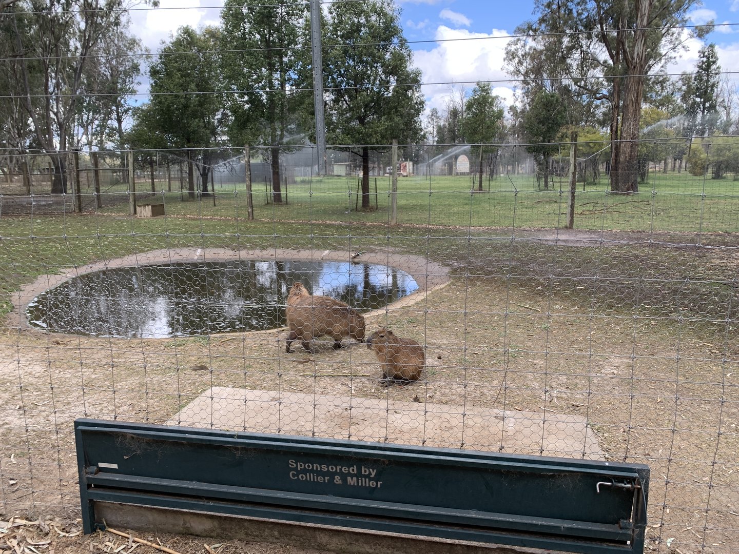 Capybara Exhibit