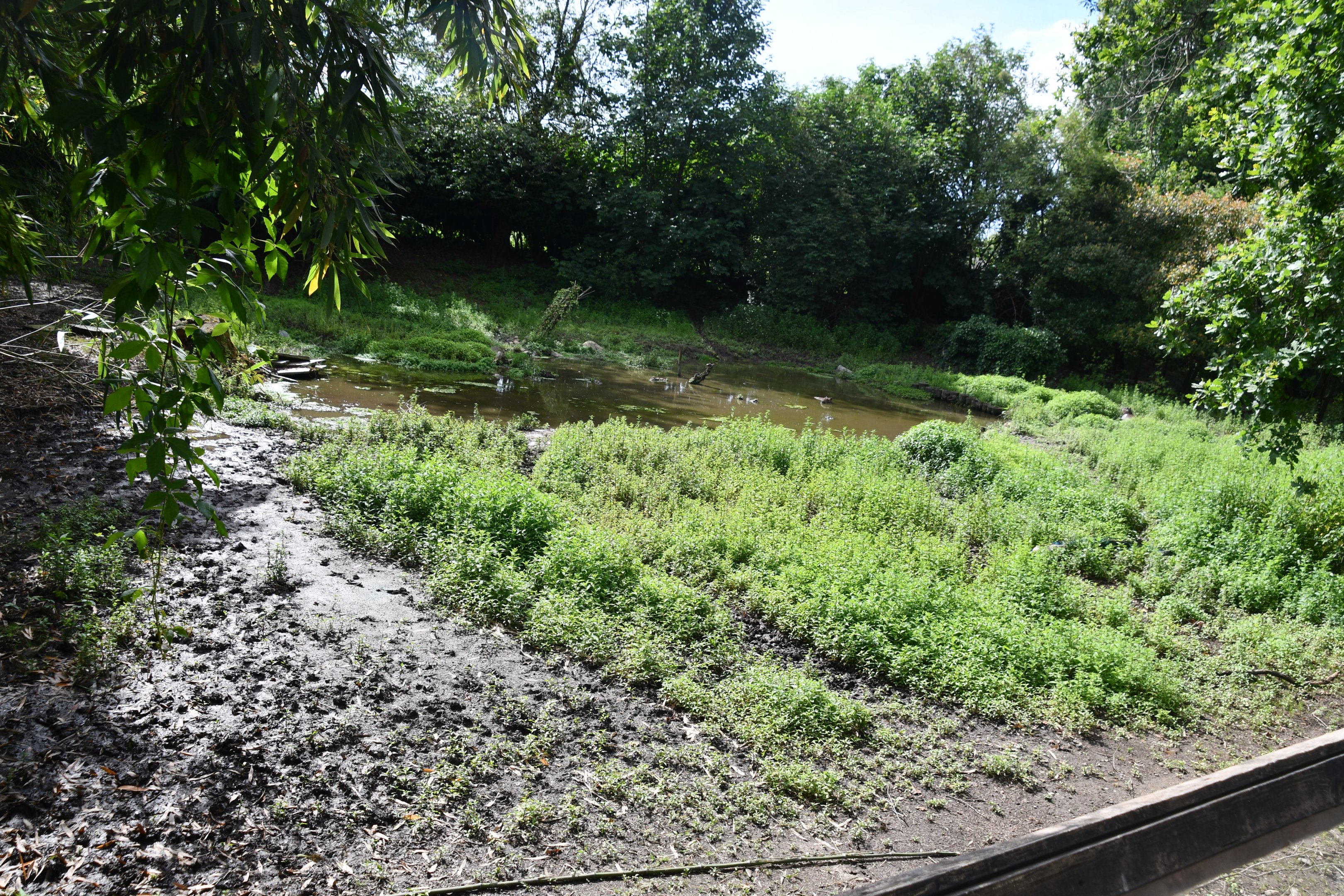 Capybara exhibit