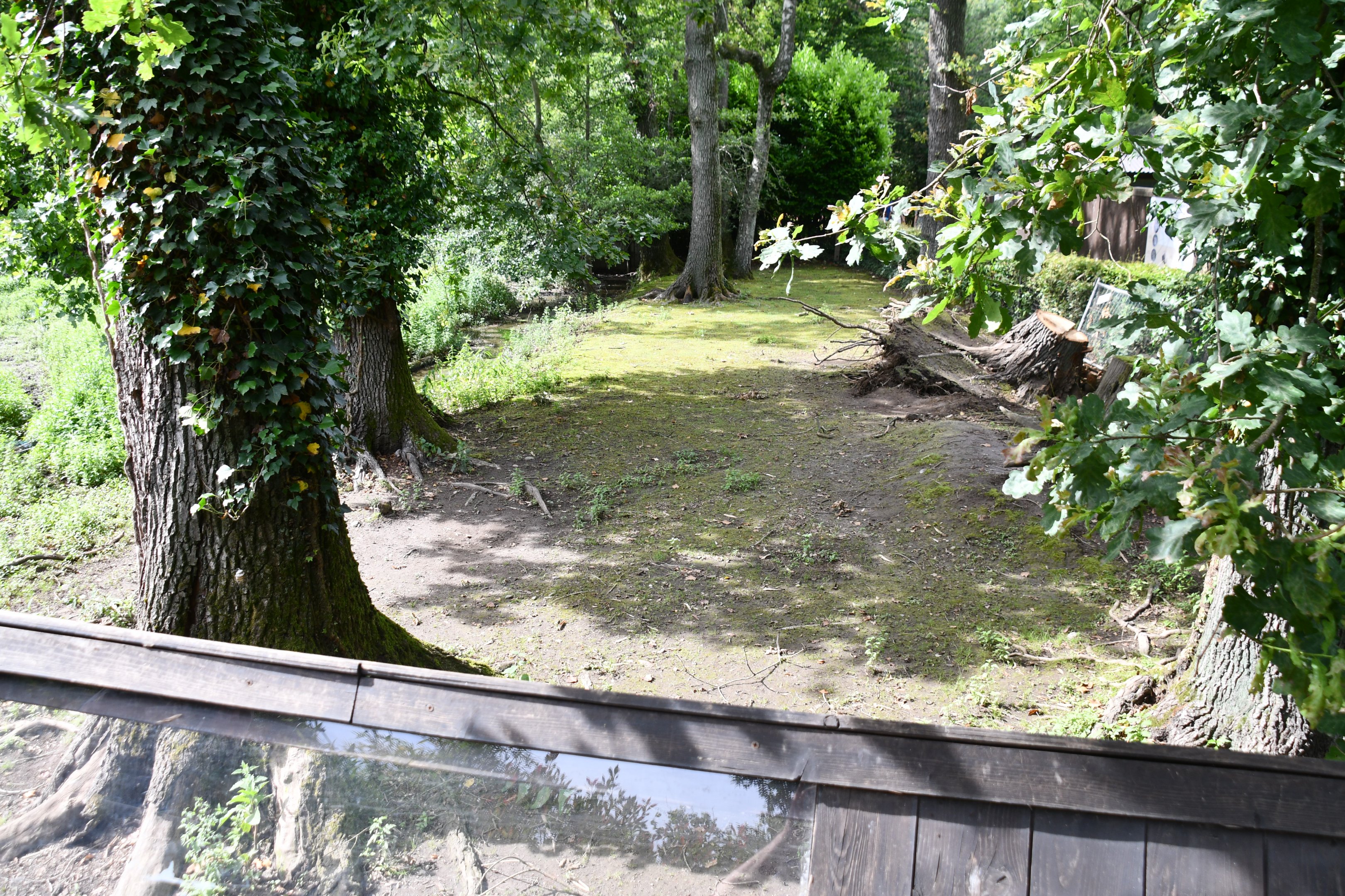 Capybara exhibit