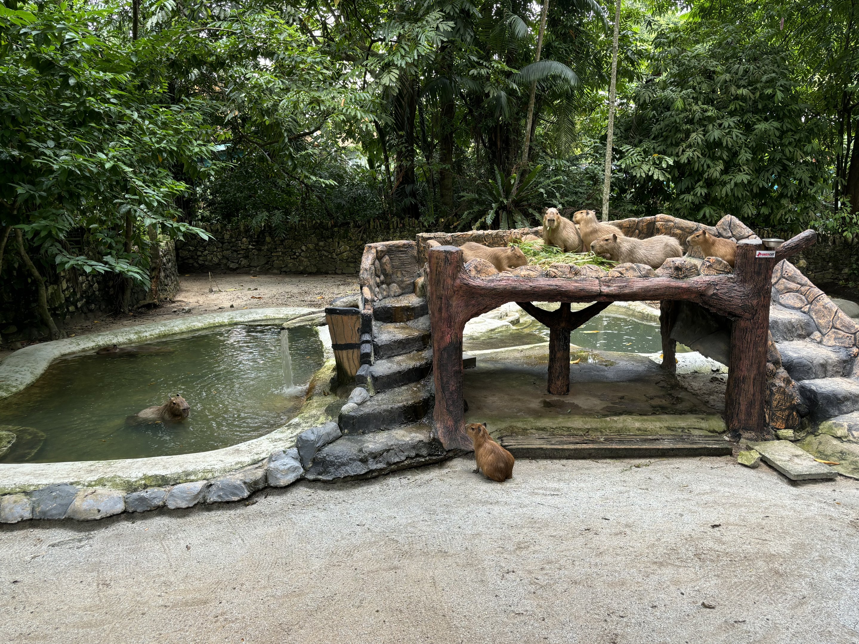 Capybara Exhibit