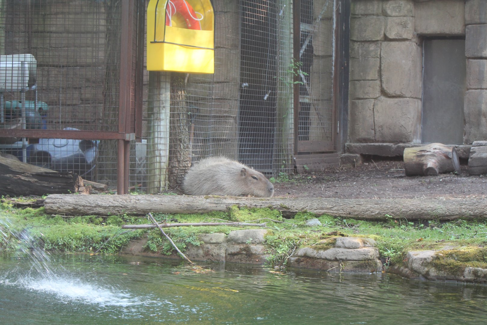 Capybara exhibit