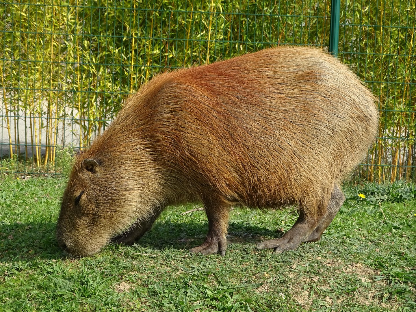 Capybara exhibit