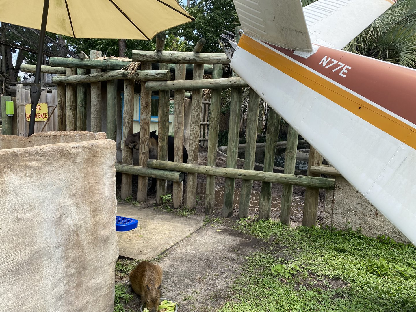 Capybara Experience - 6/22/2023