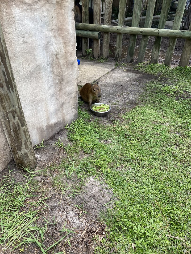 Capybara Experience Pen - 6/22/2023