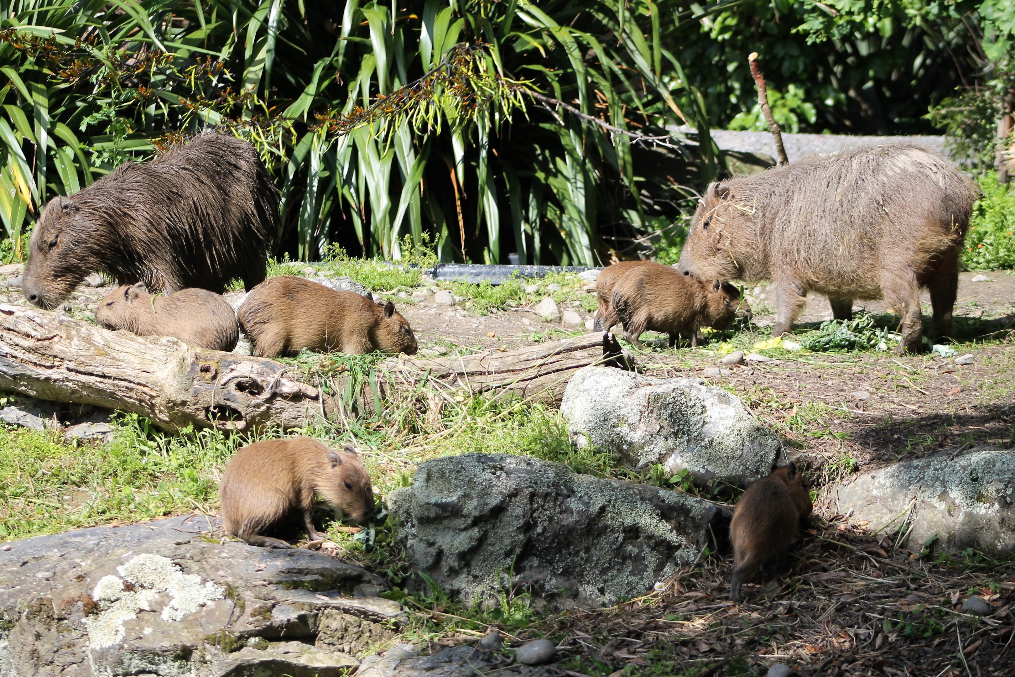 Capybara families