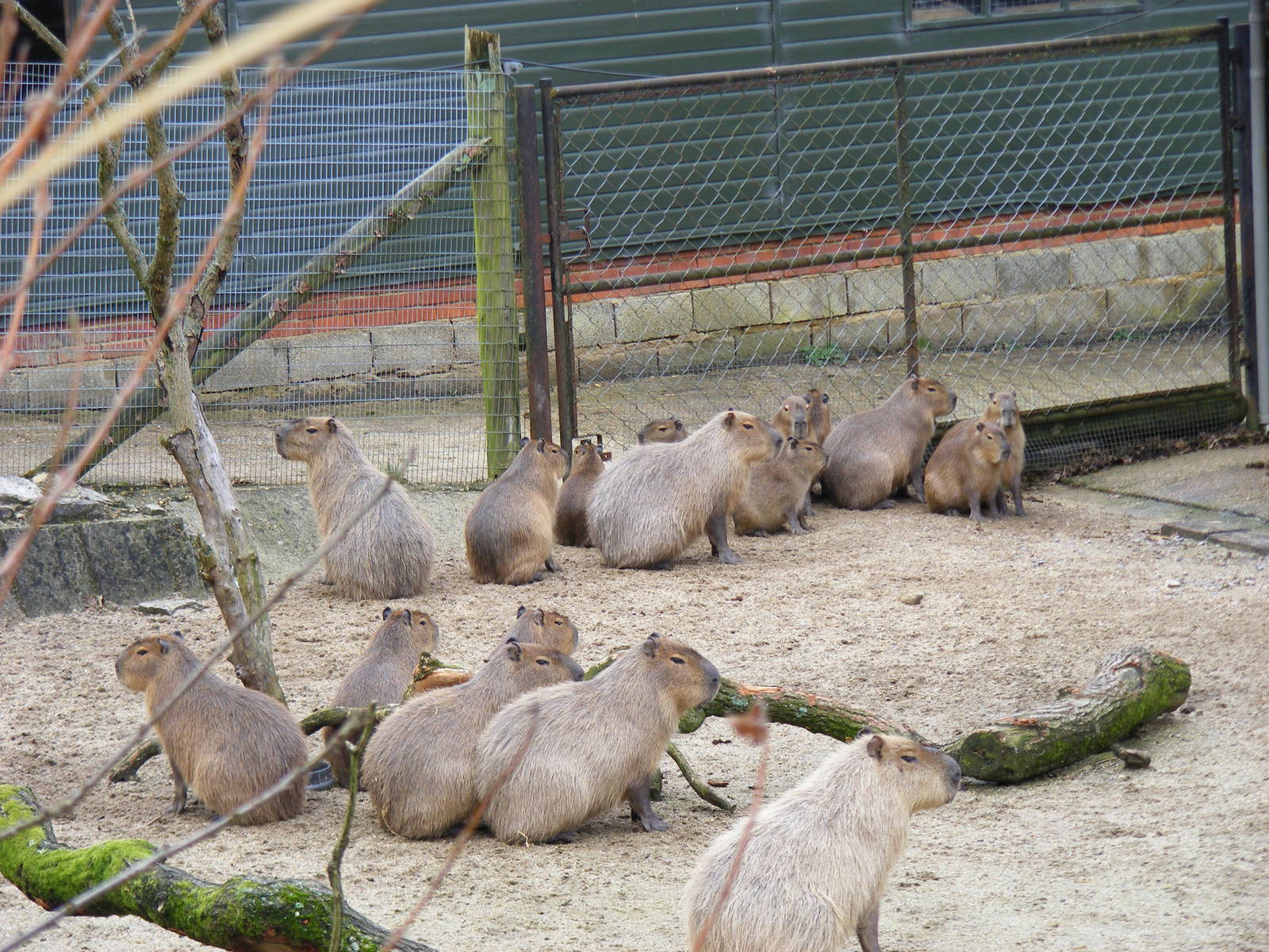Capybara family at Marwell Wildlife, 21 March 2010