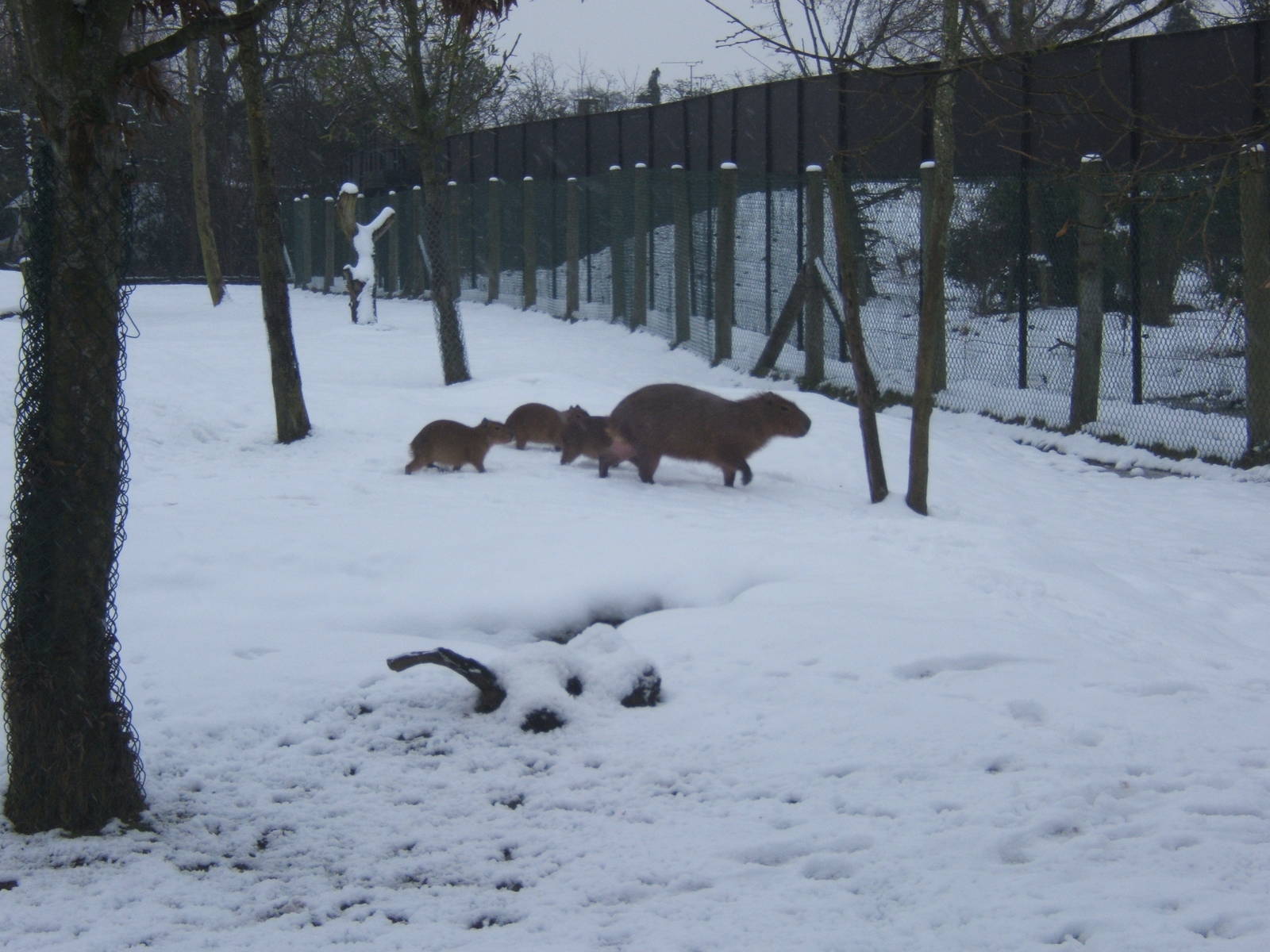 Capybara family going for a wander in the snow