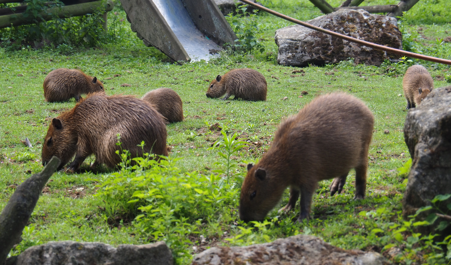 Capybara family (Hydrochoerus hydrochaeris), 2020-06-20