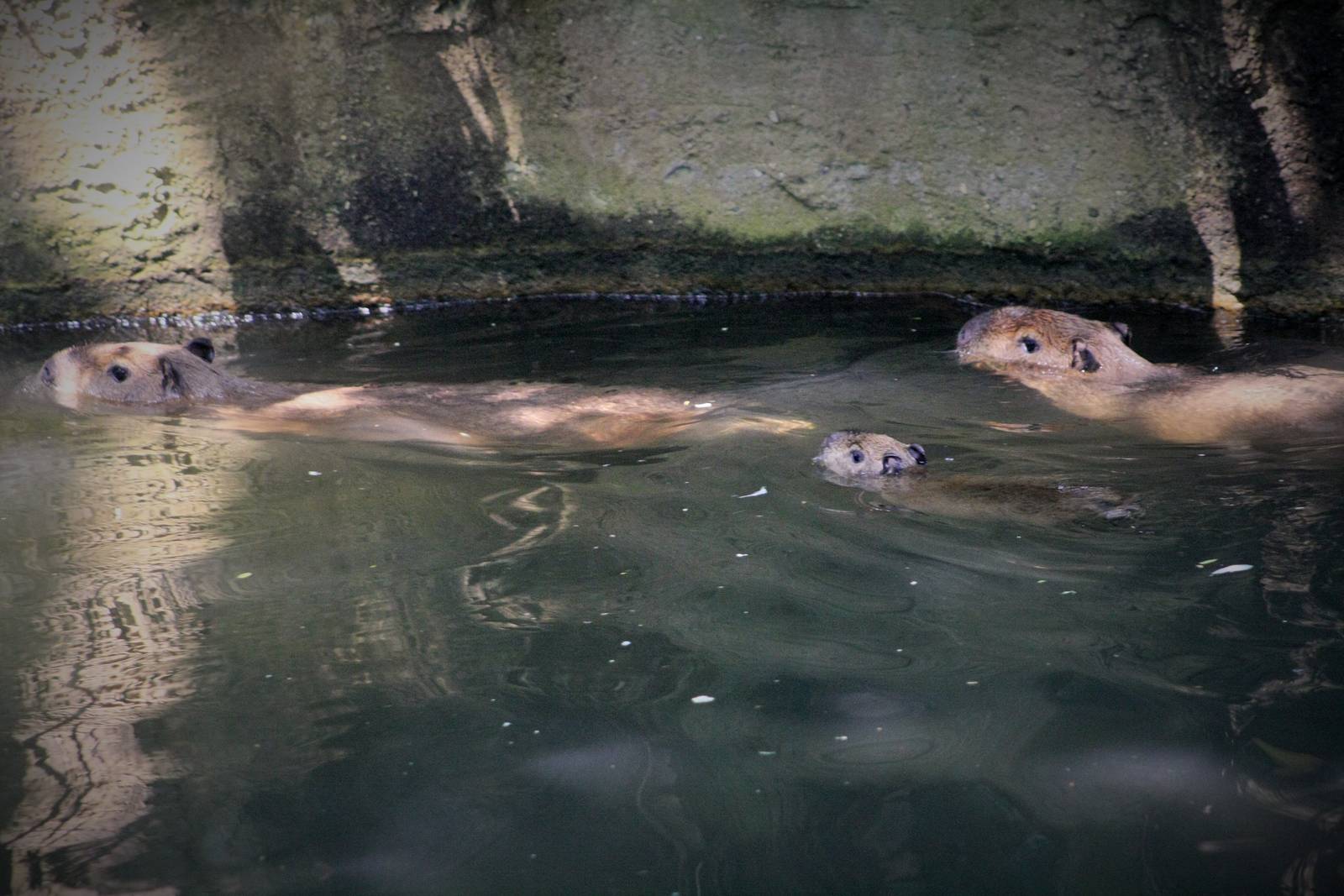 Capybara Family (The Bush)