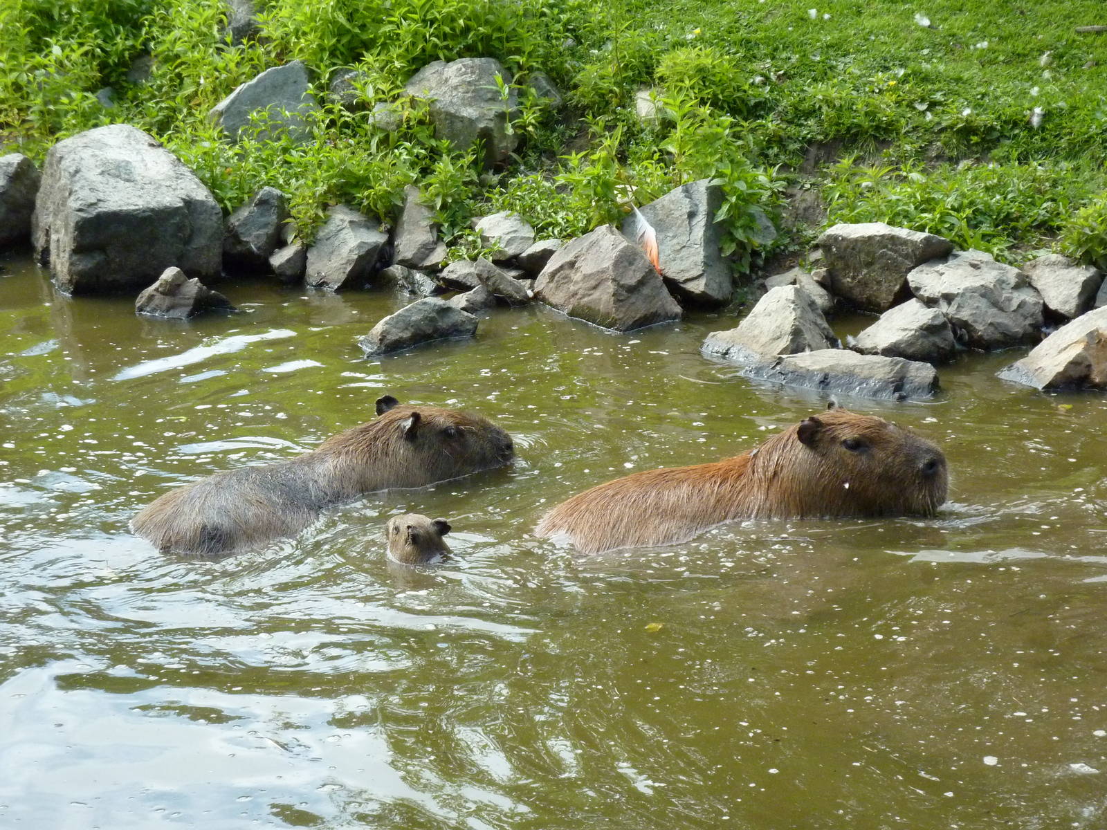 Capybara Family