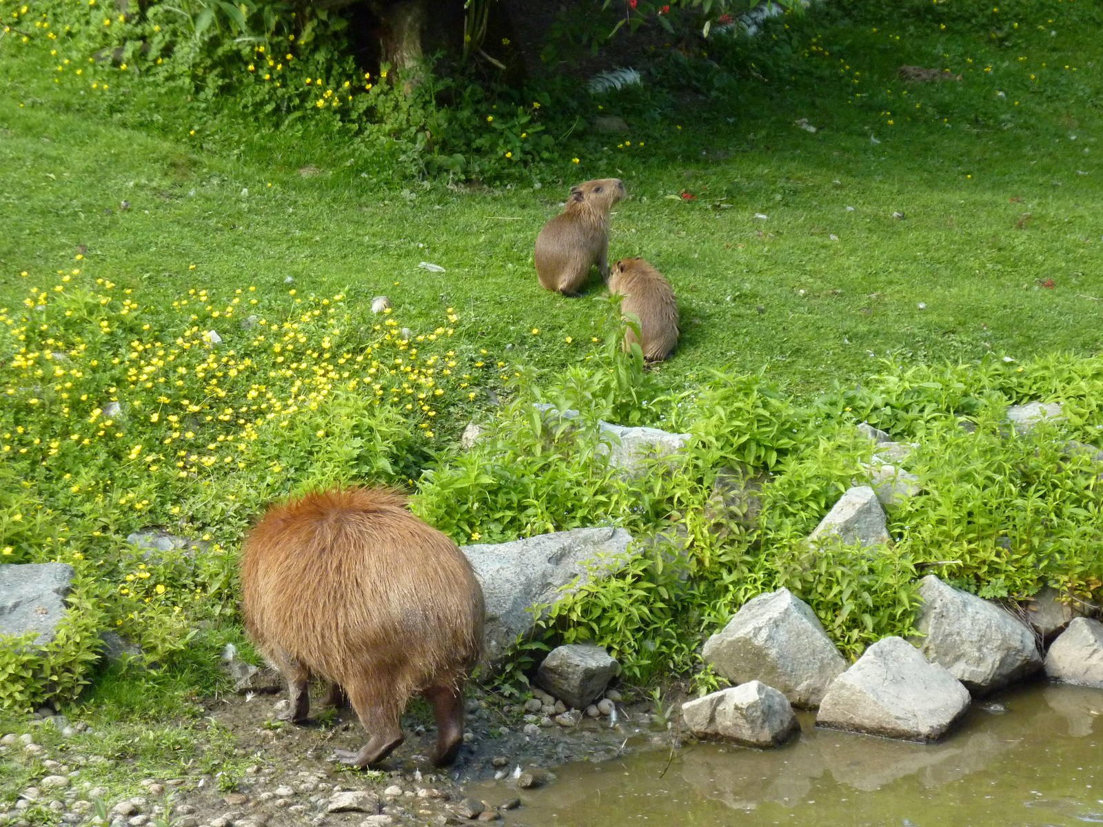Capybara Family