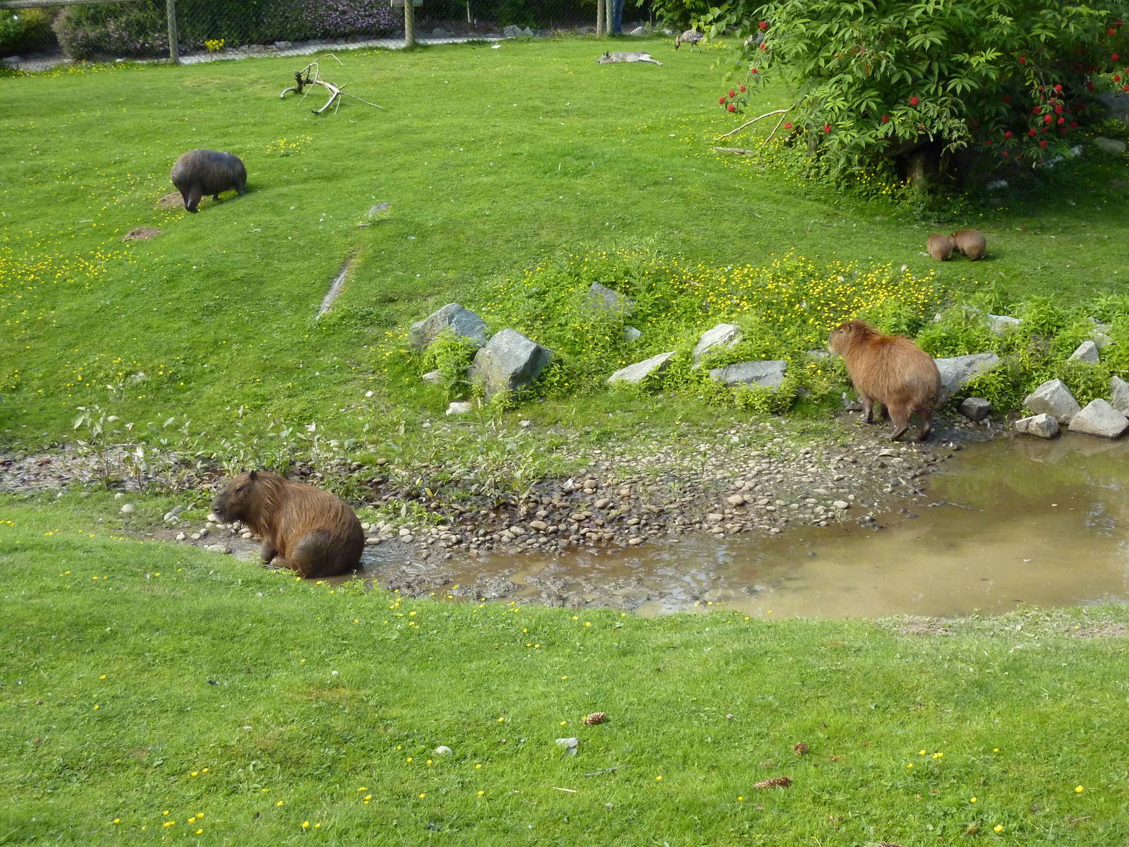Capybara Family