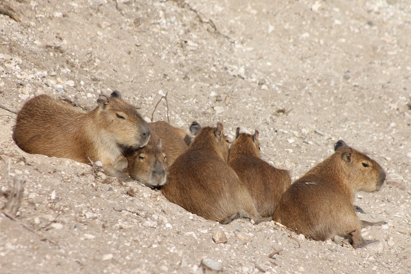 Capybara-family