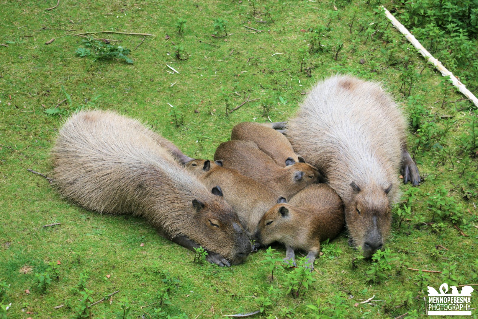 Capybara family