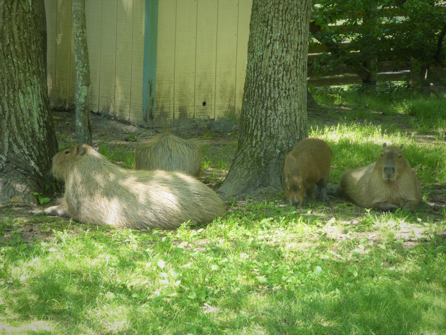 Capybara Family