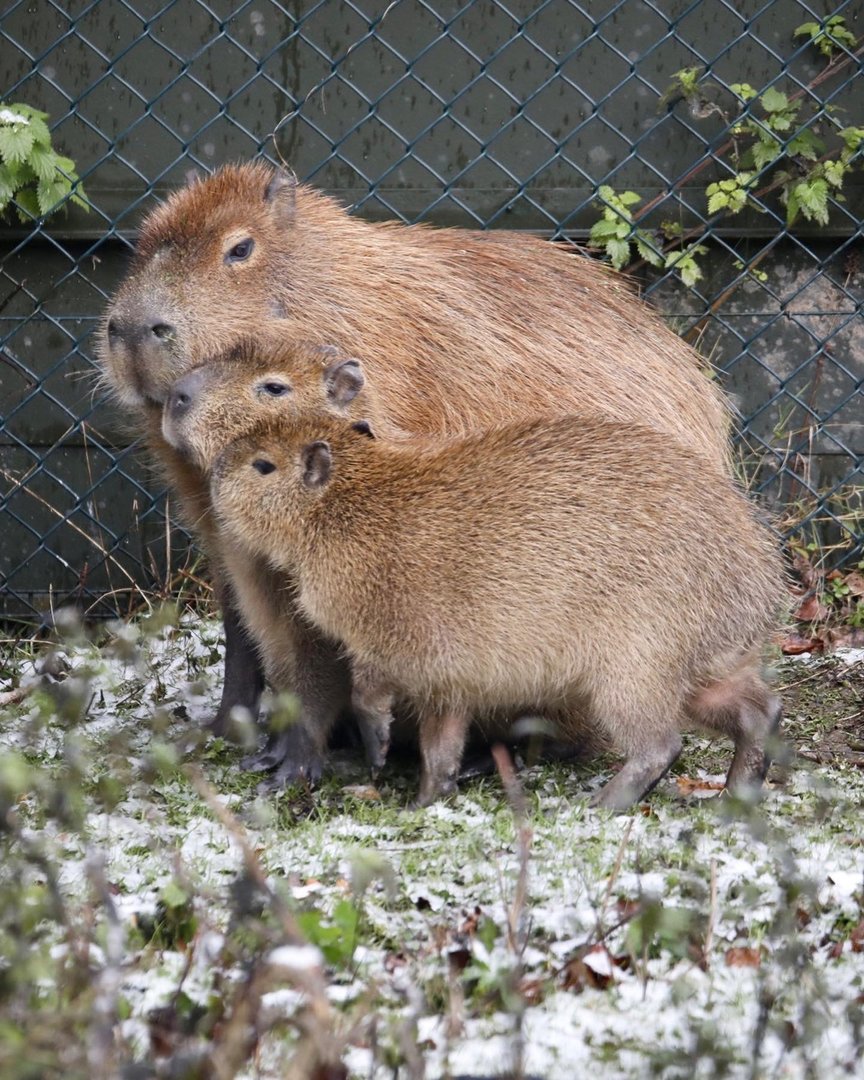 Capybara Family