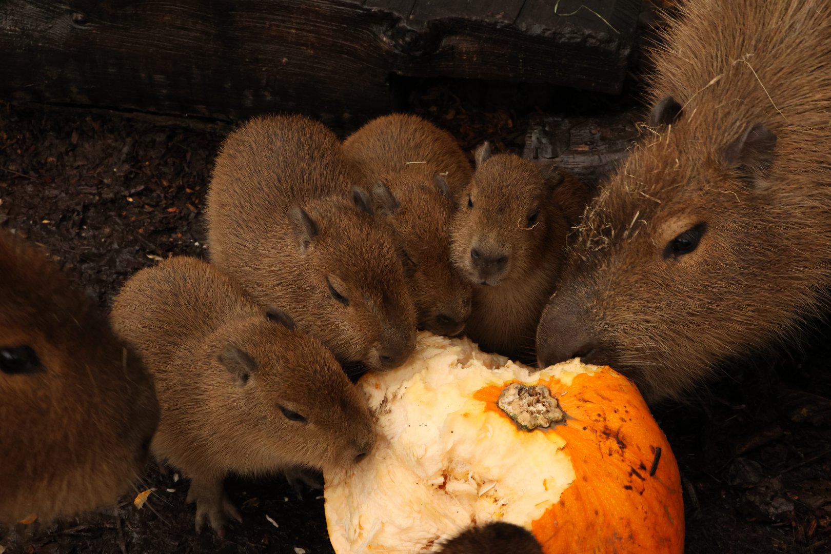Capybara Family