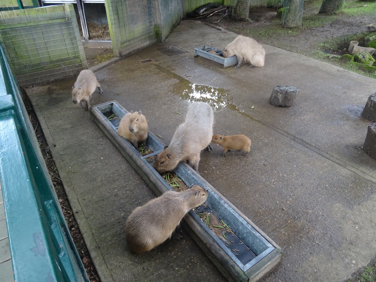 Capybara family