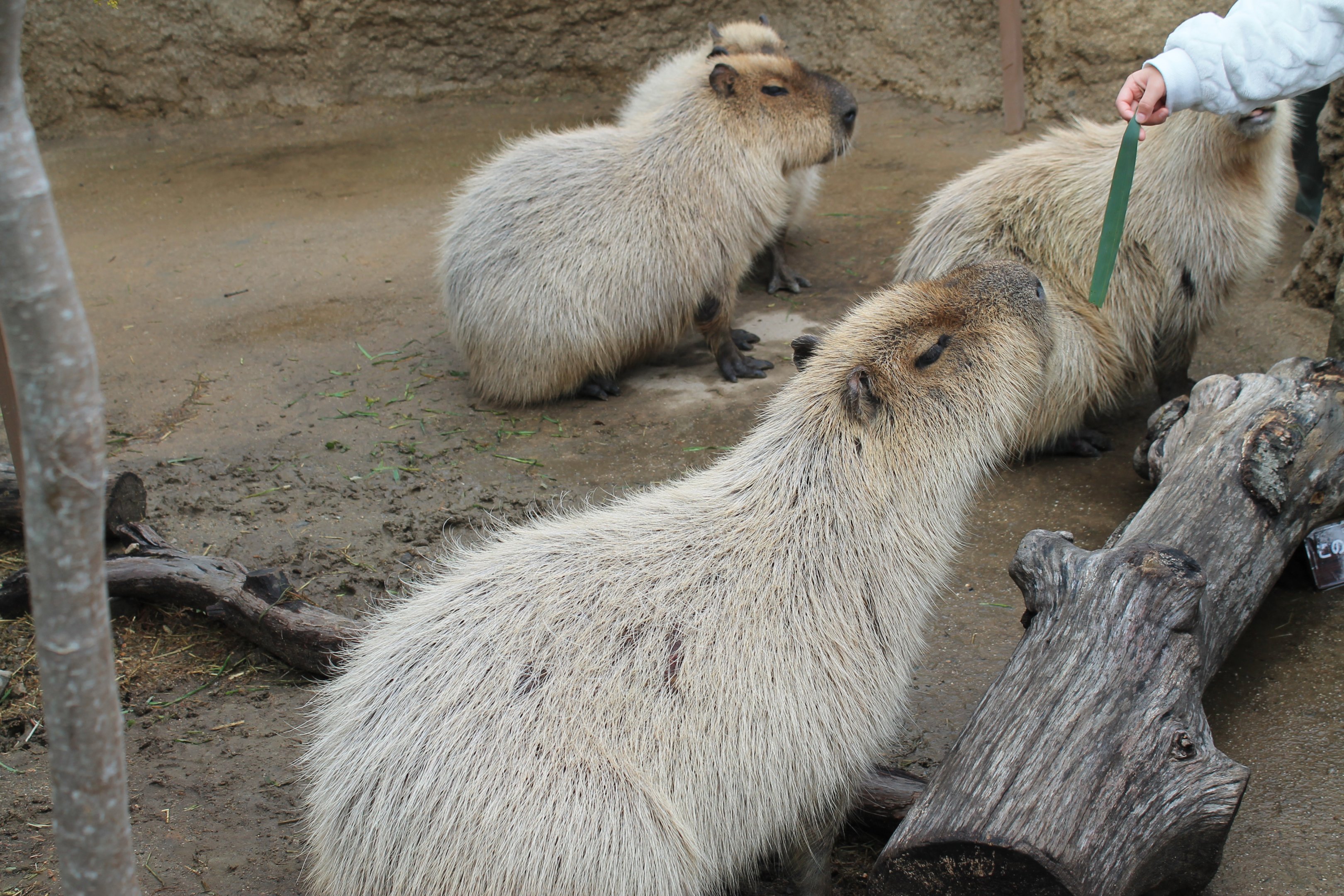 Capybara feeding
