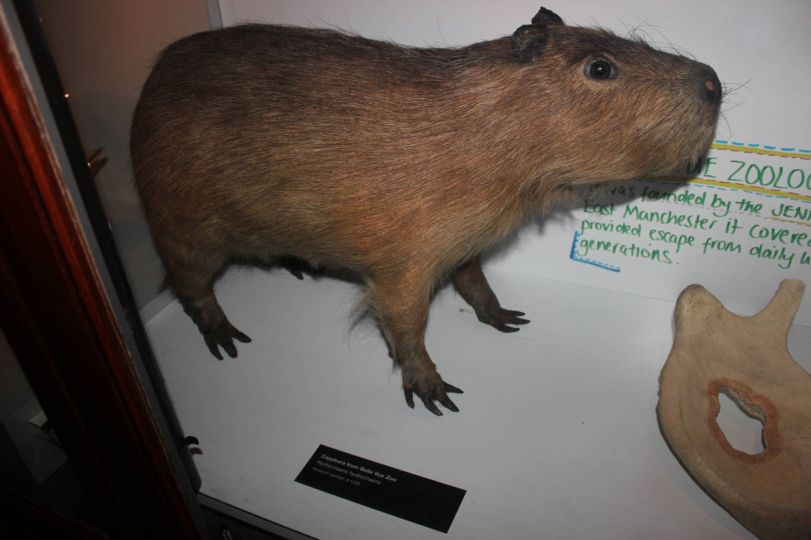 Capybara from Belle Vue