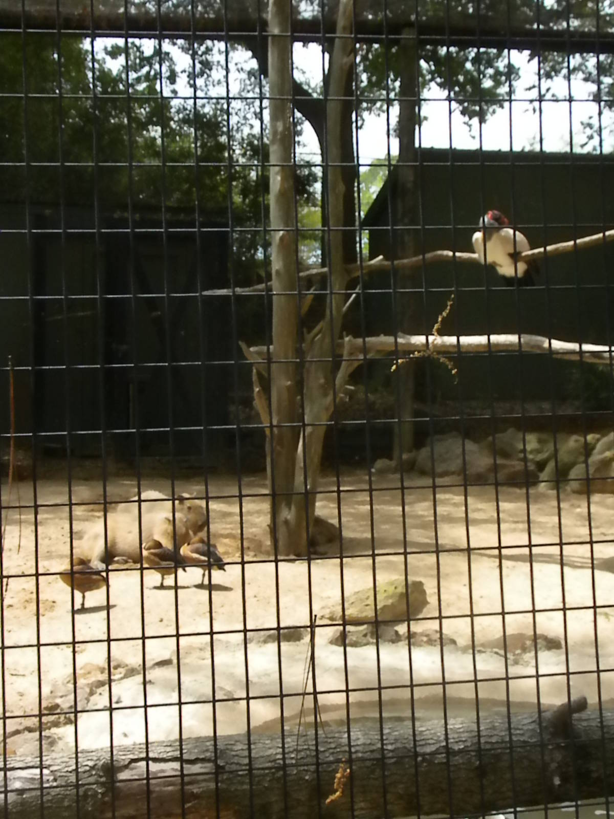 Capybara, Fulvous Whistling Duck, and King Vulture