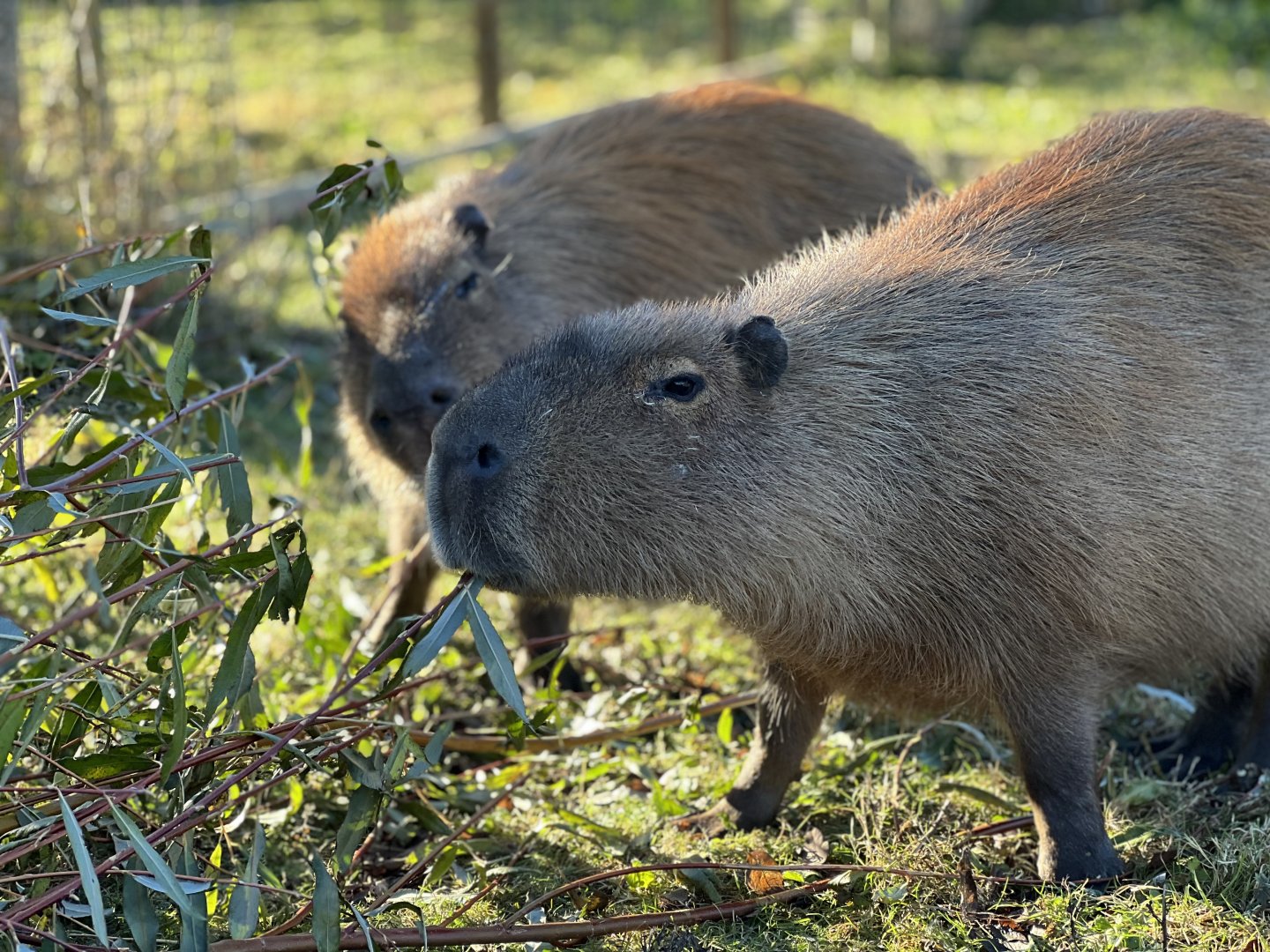 Capybara, Gary & Sharon
