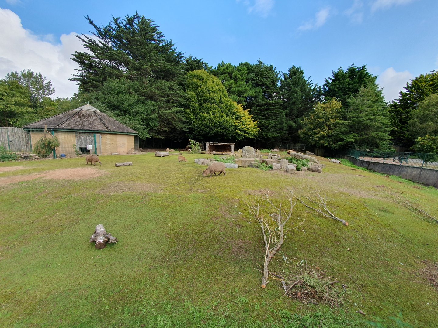 Capybara, Giant Anteater and Patagonian Mara enclosure 25/8/23
