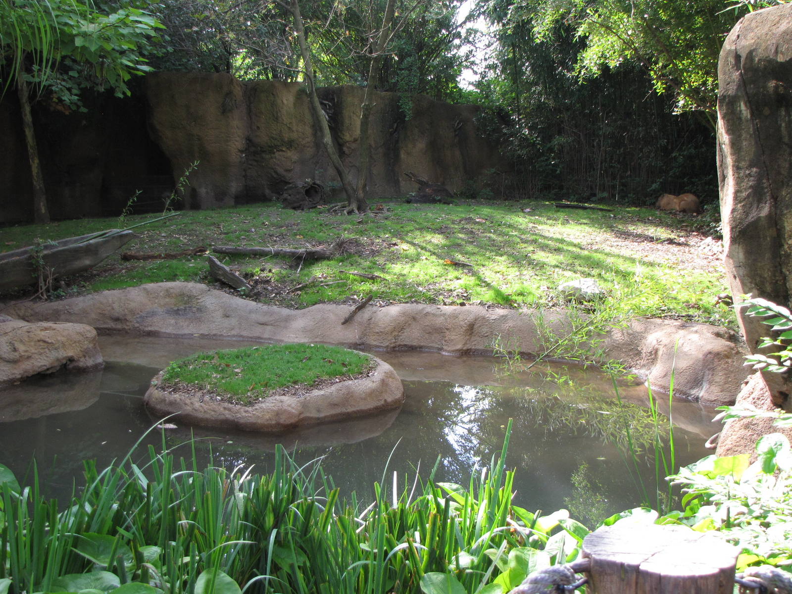Capybara/Giant Anteater Habitat
