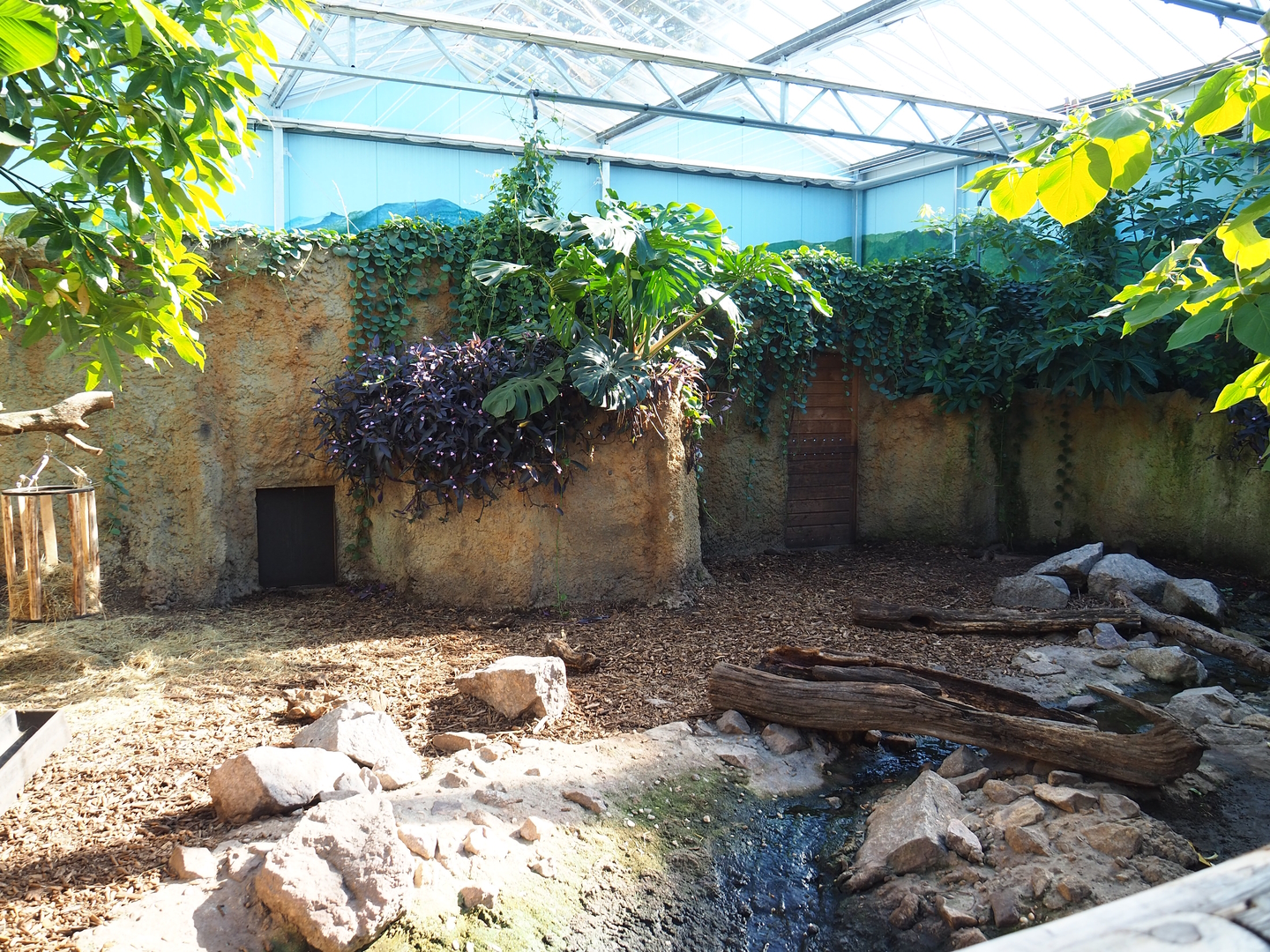 Capybara/Giant anteater indoor exhibit, 2022-10-09