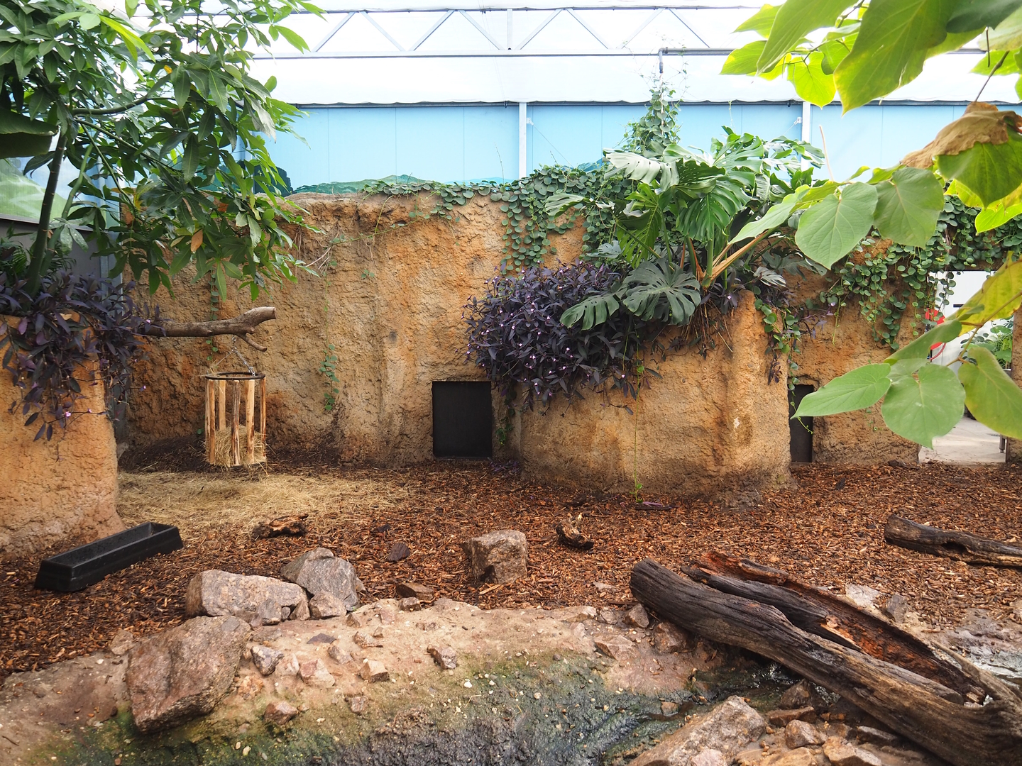 Capybara/Giant anteater indoor exhibit, 2022-10-09