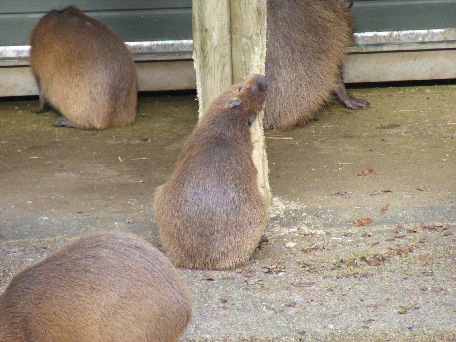 Capybara gnawing on wood at Marwell Wildlife, 31 January 2010
