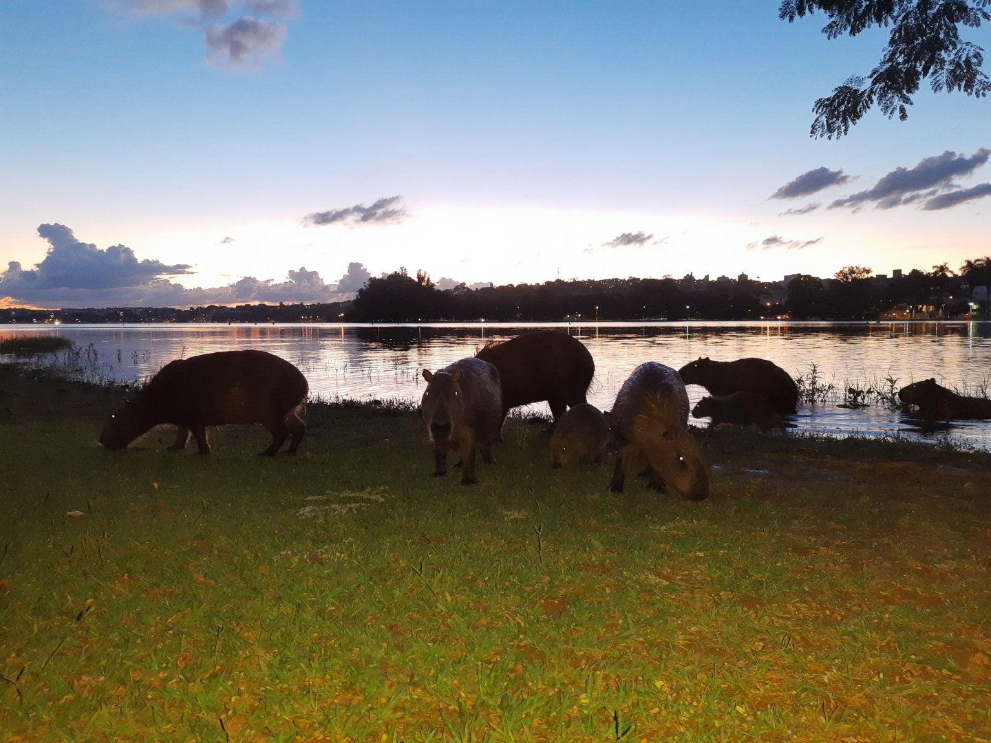 Capybara group leaving water - Lagoa Santa MG, Brazil