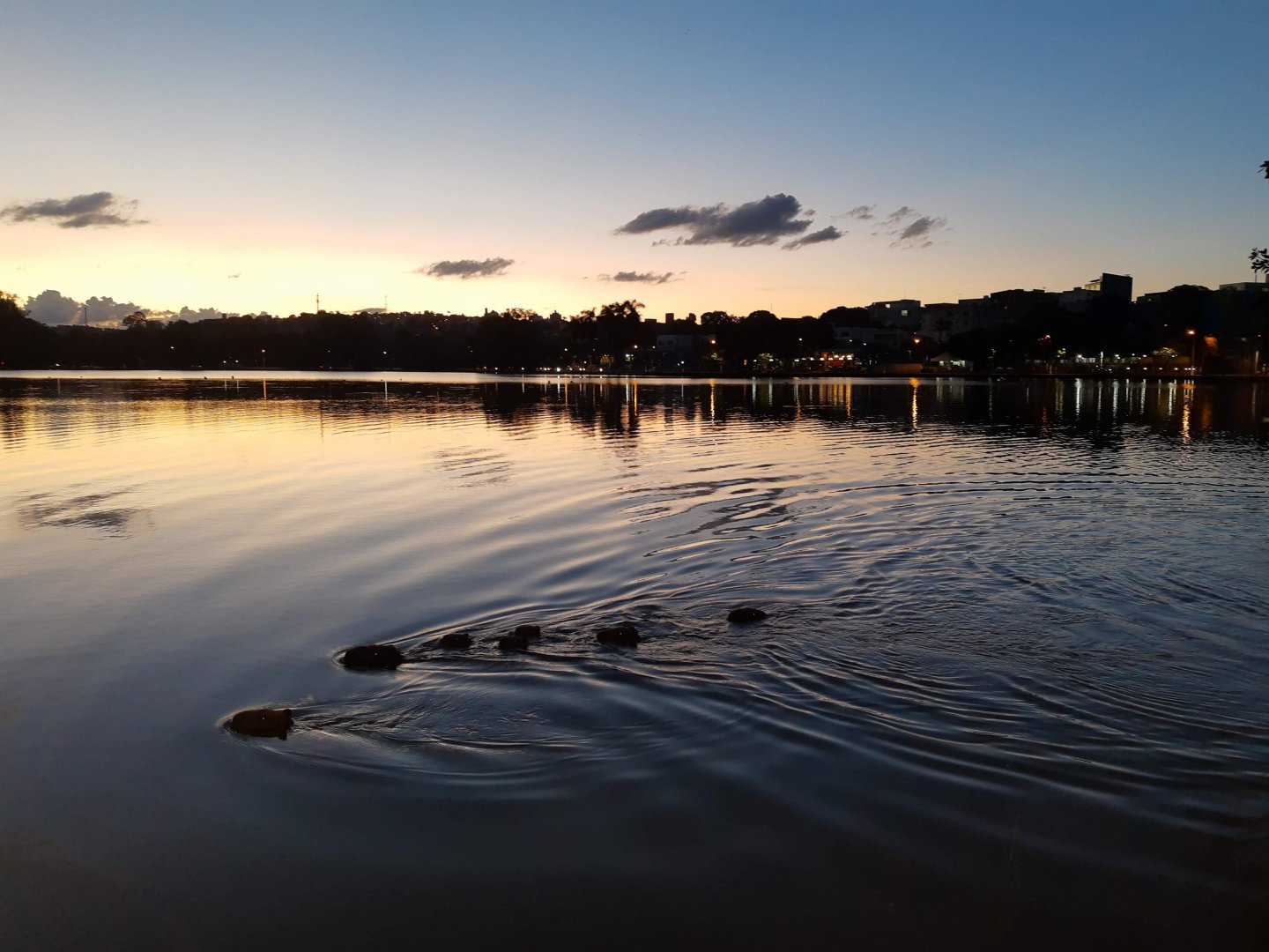 Capybara group swimming - Lagoa Santa MG, Brazil