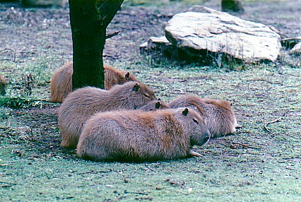 Capybara group @ WPZ