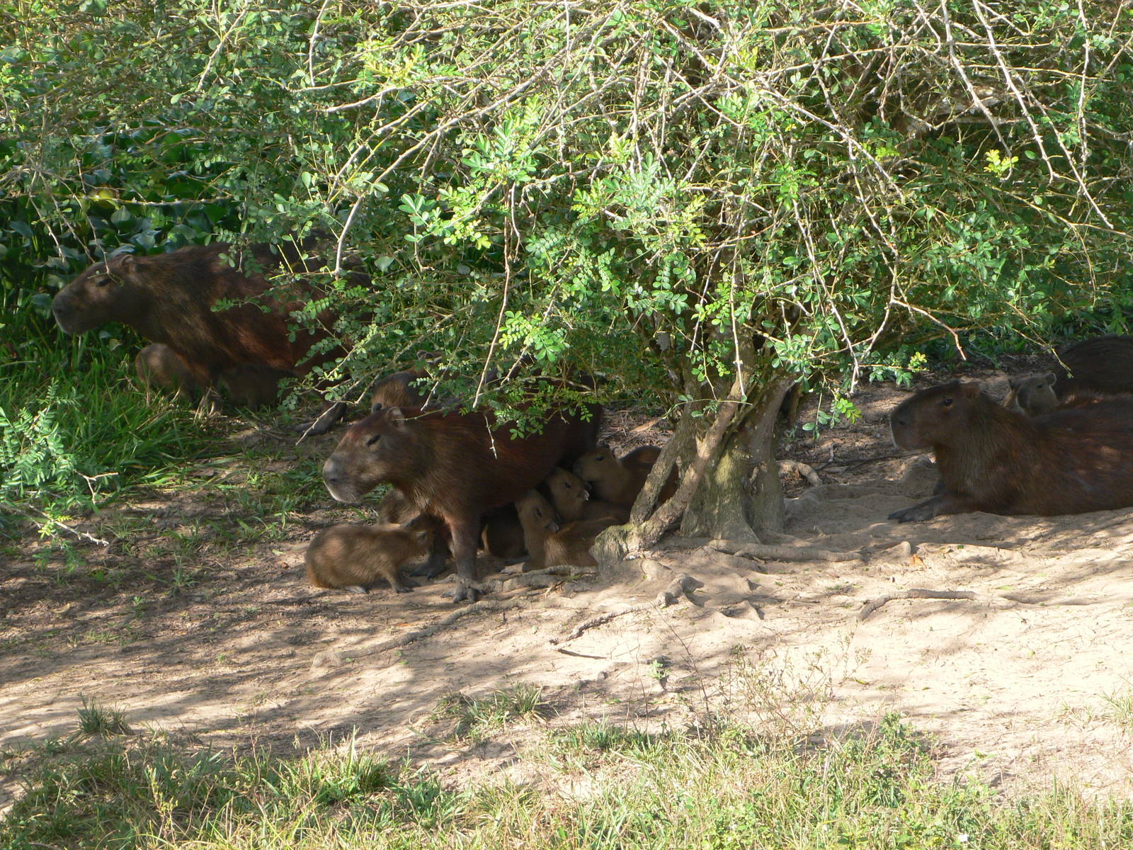Capybara group