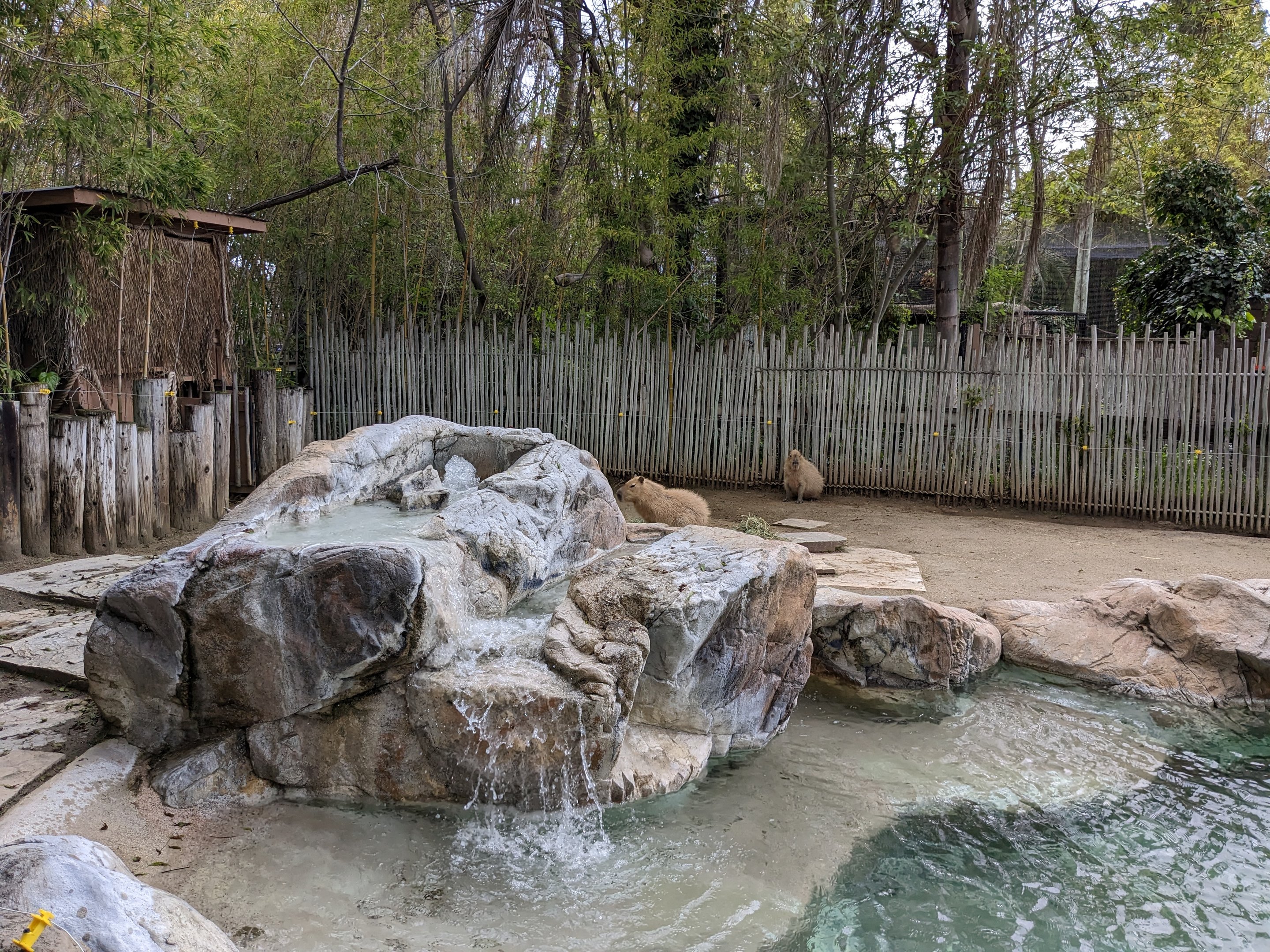 Capybara habitat